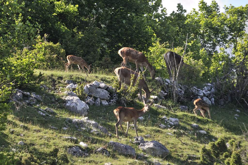 Cuccioli  (fotoracconto)